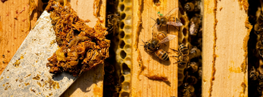 Why Bees Created Nature's Original Defence System