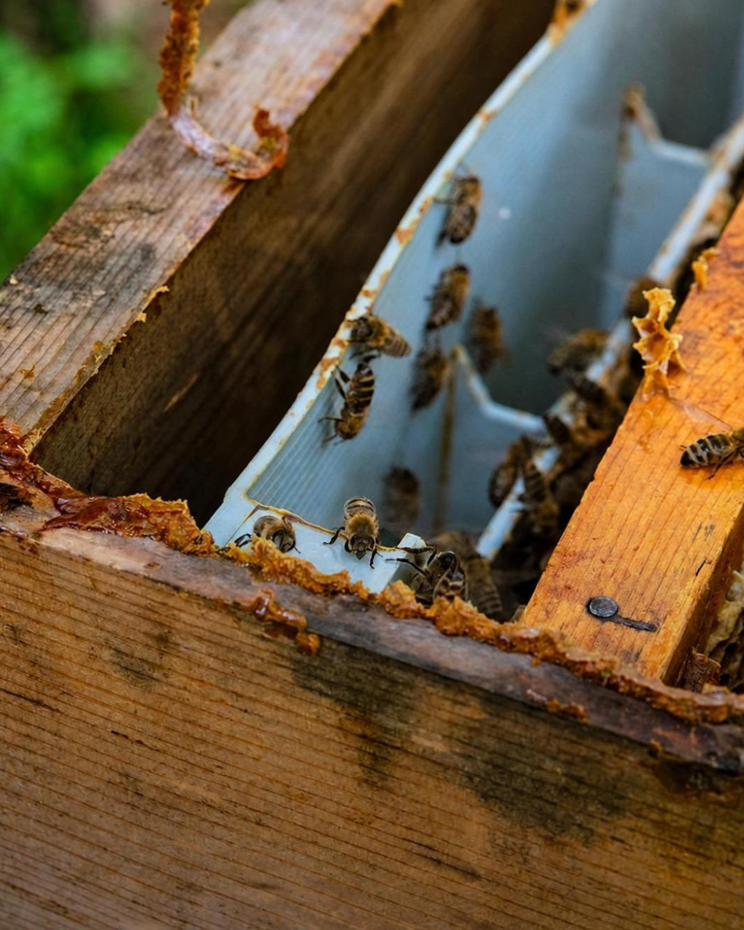 What Makes a High-Quality Propolis Supplement?