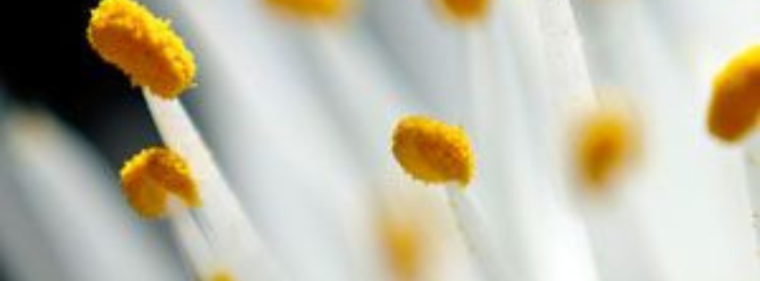 Can Propolis Help During Allergy Season? What Science Says