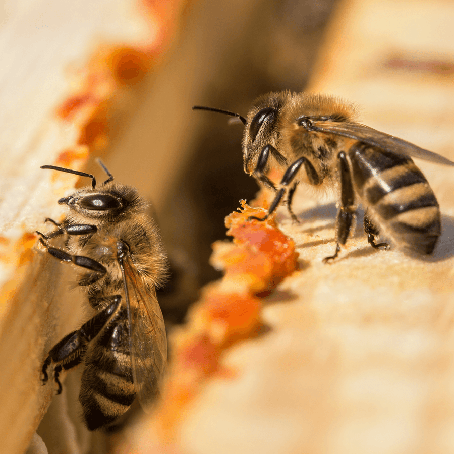 Was Propolis enthält
