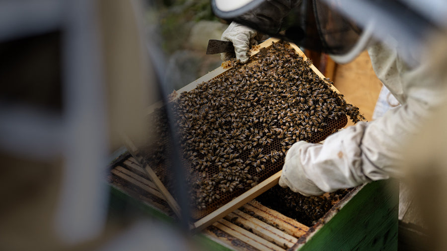 Was ist Propolis