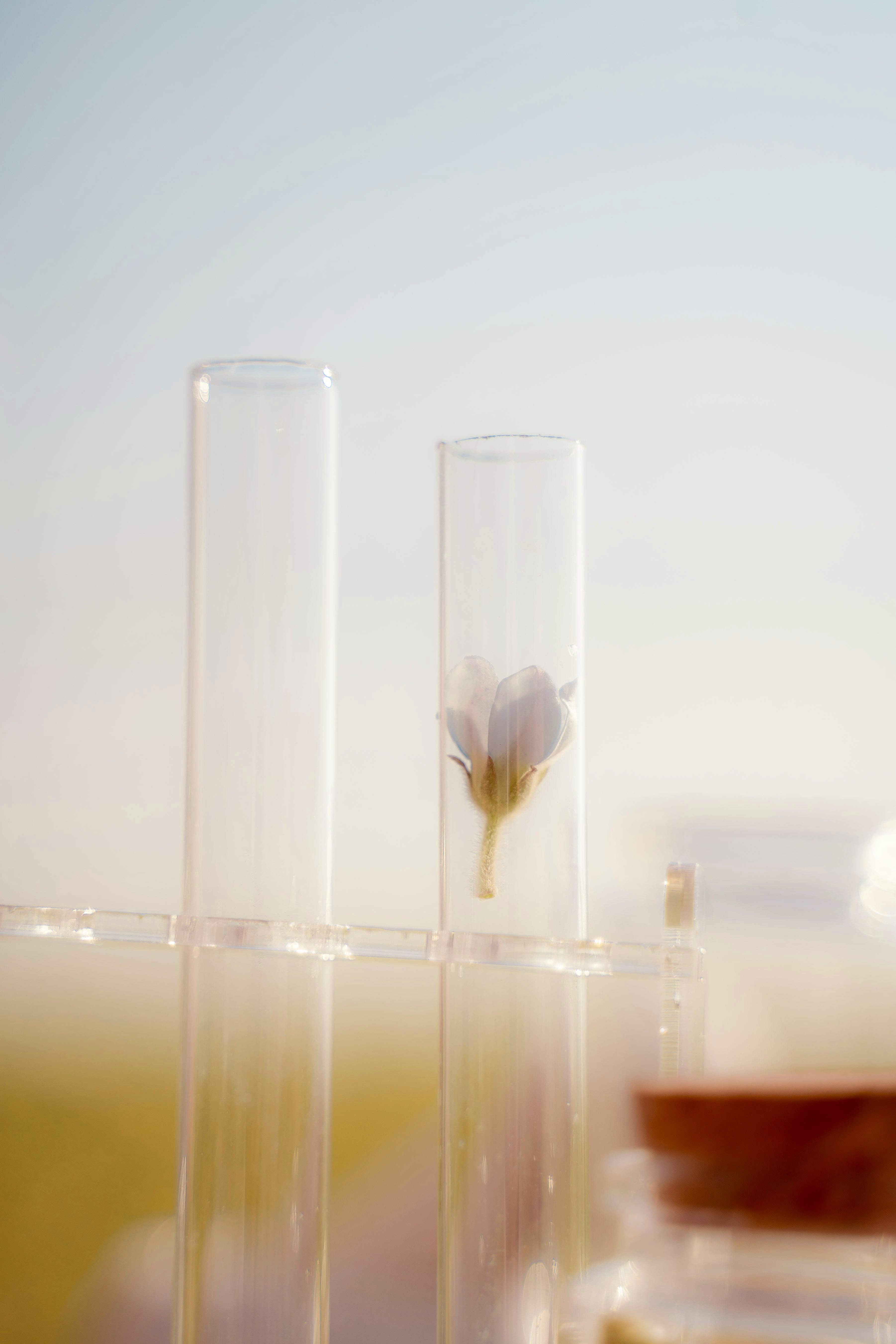 Close-up of two vertical test tubes with a small flower suspended inside one of them. The background is blurry, with a bottle suggesting a lab for testing. The image represents Bee People’s focus on enhancing bioavailability of products by applying scientific research and cutting-edge technology to natural ingredients.